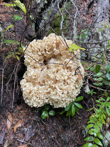 Cauliflower fungus