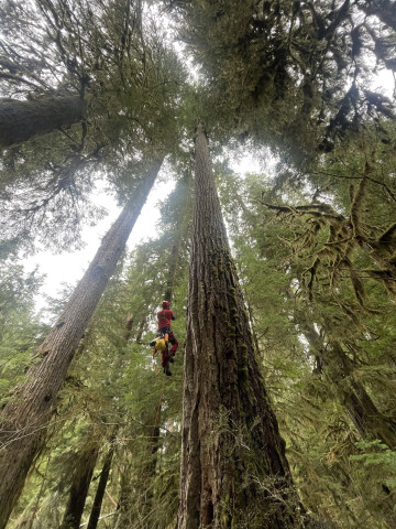 Mark Schulze climbing an old-growth Douglas Fir.