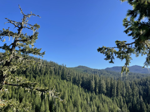 Upper Lookout Valley from the canopy