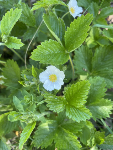 Blooming fragaria