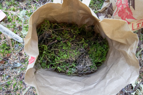 Moss Reciprocal Transplant 2023