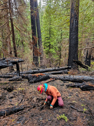 Pyrogenic Carbon Sampling Spring 2024