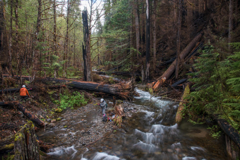 researchers in a stream and forest