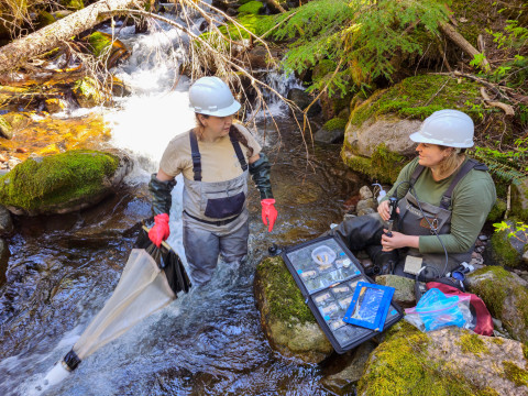 Stream Ecology Spring 2024