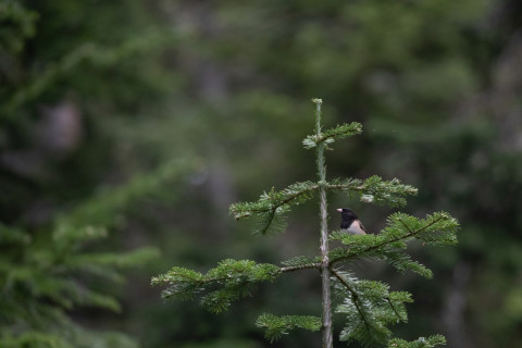 Dark-eyed Junco
