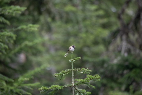 Dark-eyed Junco