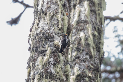 Hairy Woodpecker