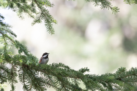 Chestnut-backed Chickadee