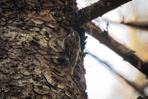Brown Creeper