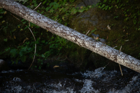 American Dipper Family