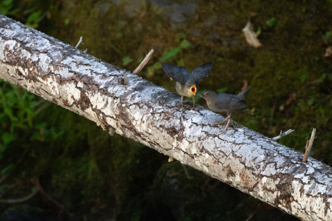American Dipper Family