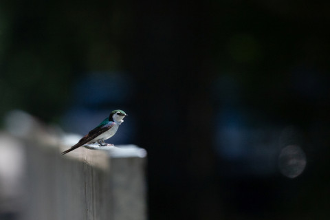 Violet-green Swallow