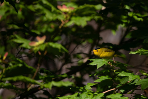 Wilson's Warbler