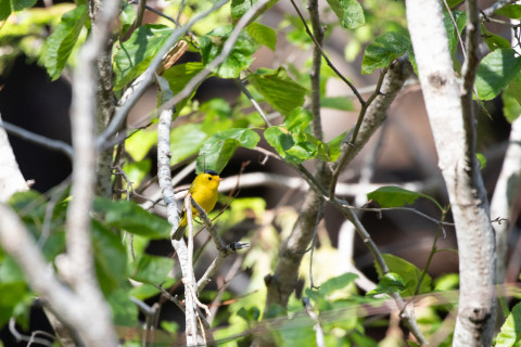Wilson's Warbler