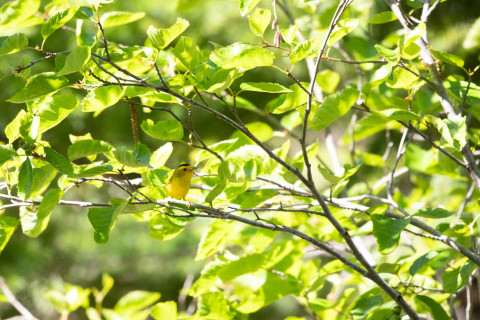Wilson's Warbler