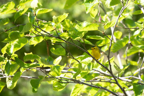 Wilson's Warbler