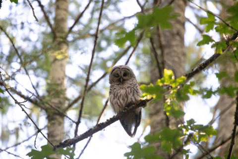 Barred Owl