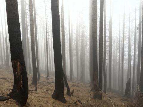Eerie Fog