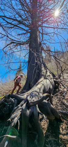 roots and crown
