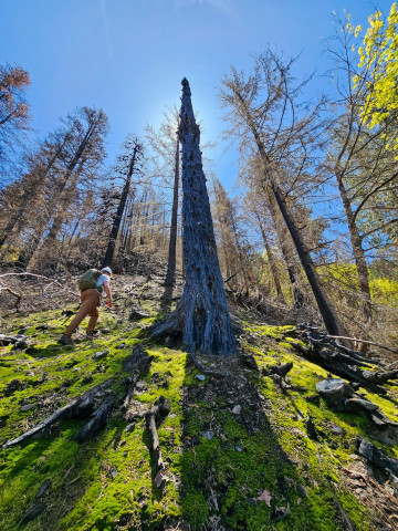 burn and moss