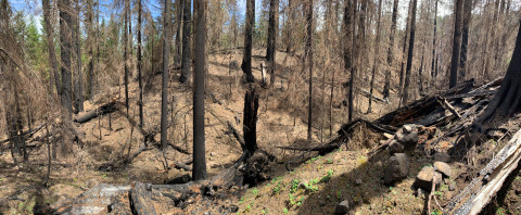 landscape view of burned forest stand