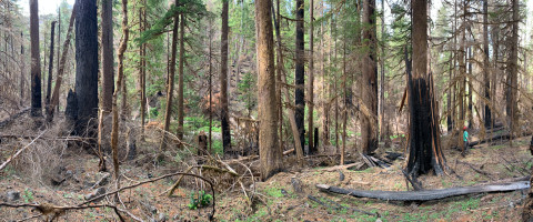 burned and unburned forest patches