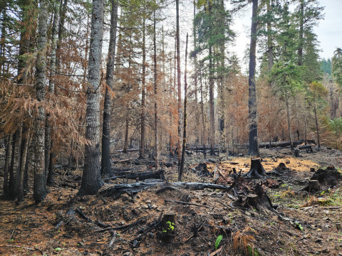 Nov 2023 field trip to HJA after Lookout Fire