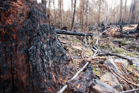 Nov 2023 field trip to HJA after Lookout Fire