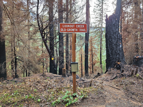 Nov 2023 field trip to HJA after Lookout Fire