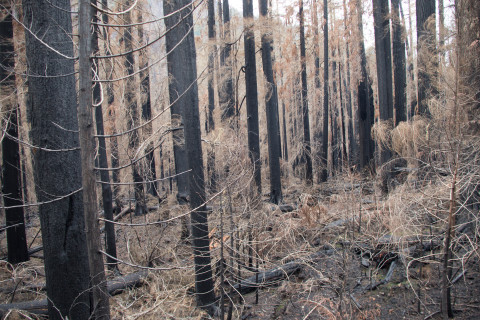 Nov 2023 field trip to HJA after Lookout Fire