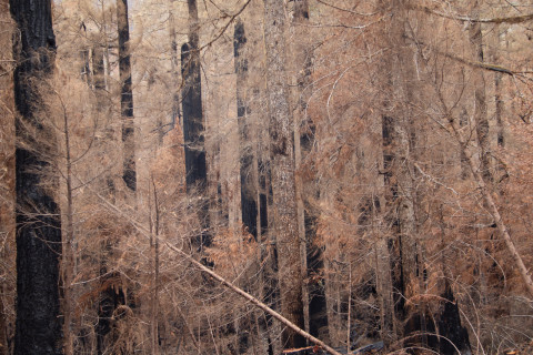 Nov 2023 field trip to HJA after Lookout Fire