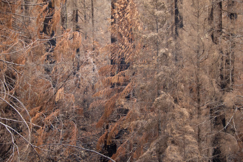 Nov 2023 field trip to HJA after Lookout Fire