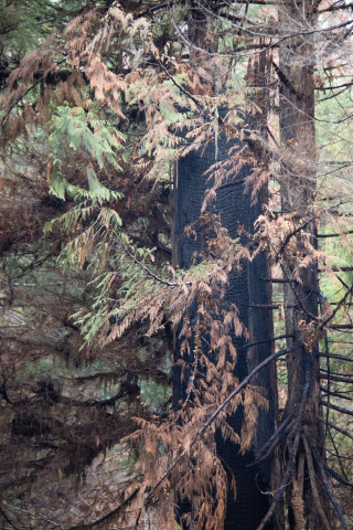 Nov 2023 field trip to HJA after Lookout Fire