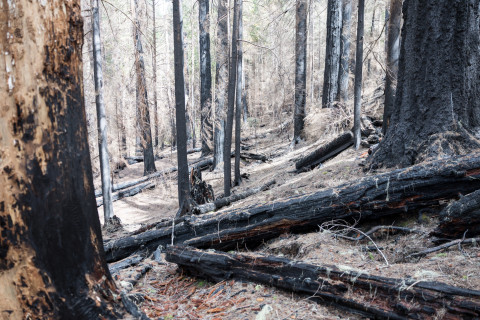 April 2024 field trip to HJA after Lookout Fire