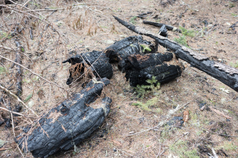 April 2024 field trip to HJA after Lookout Fire