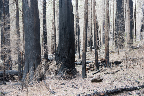 April 2024 field trip to HJA after Lookout Fire