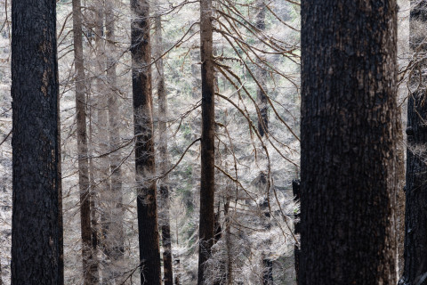 April 2024 field trip to HJA after Lookout Fire