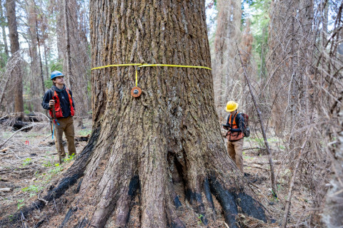 Fire History Project 2026