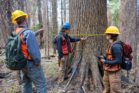 Fire History Project 2026