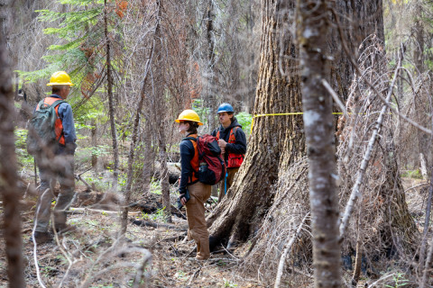 Fire History Project 2026