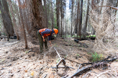 Fire History Project 2026