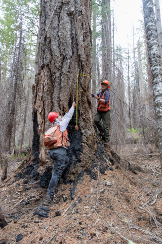 Fire History Project 2026