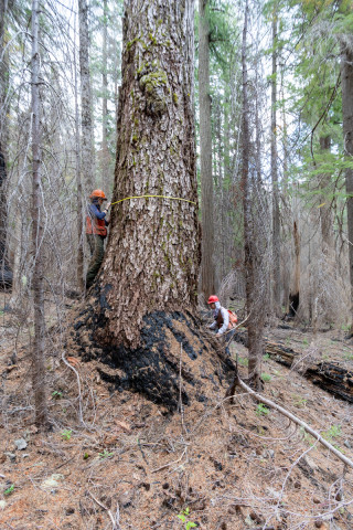 Fire History Project 2026