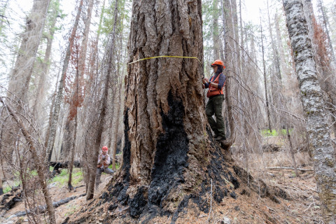 Fire History Project 2026