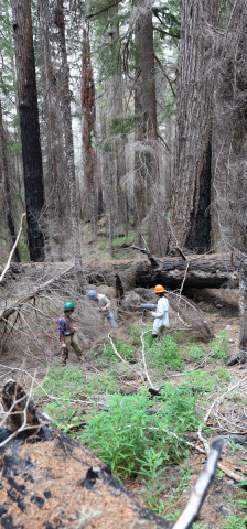 Fire History Project 2026