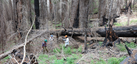 Fire History Project 2026