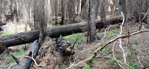 Fire History Project 2026