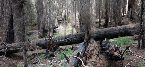 Fire History Project 2026