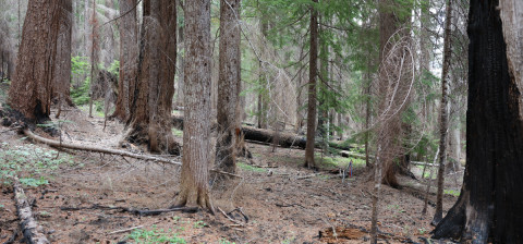 Fire History Project 2026