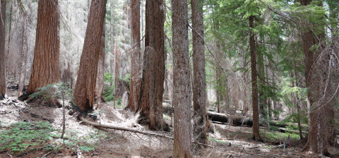 Fire History Project 2026